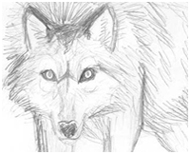 wolf